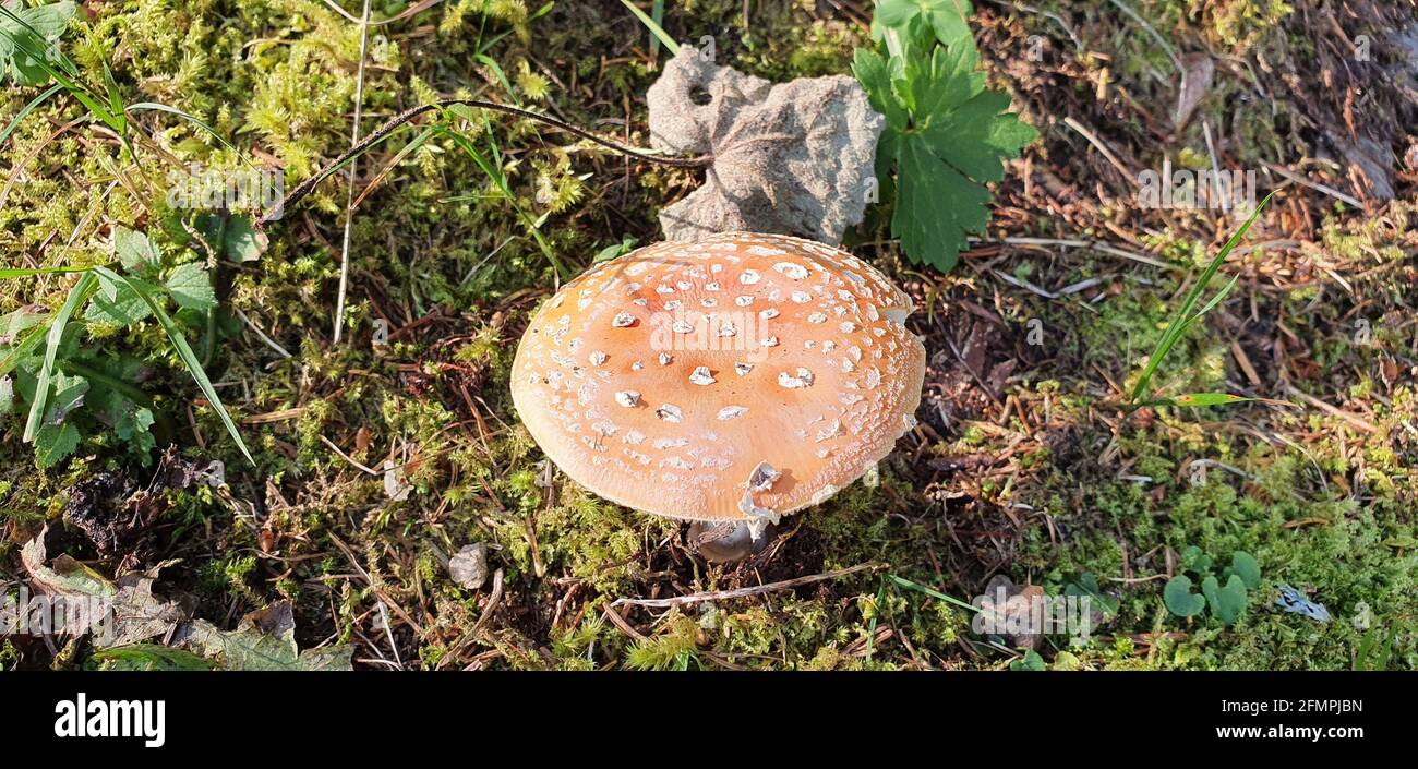 amanita ein wunderbarer Pilz versteckt in den Wäldern Stockfoto