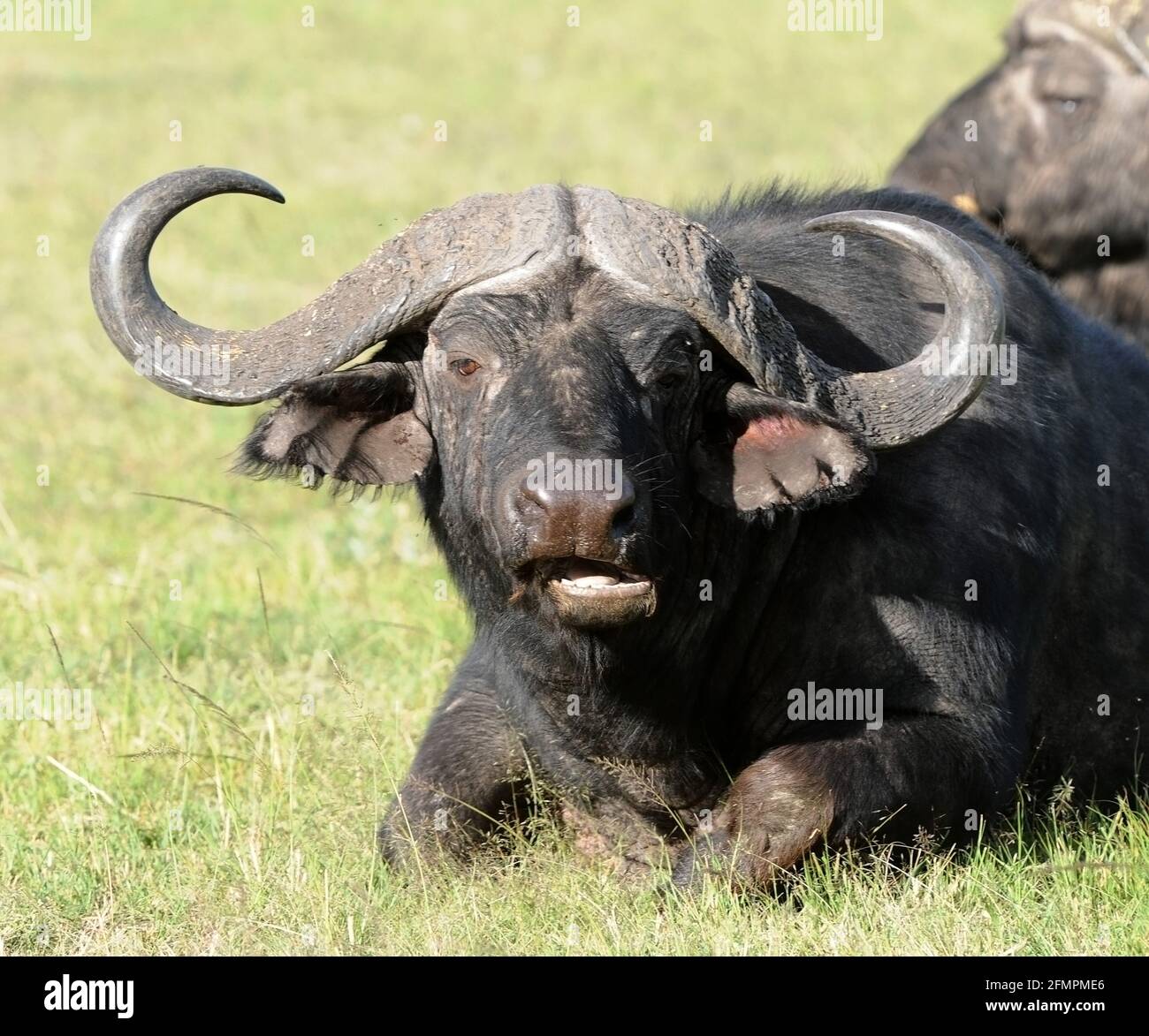 Kenia Afrika Wasserbüffel Stockfoto