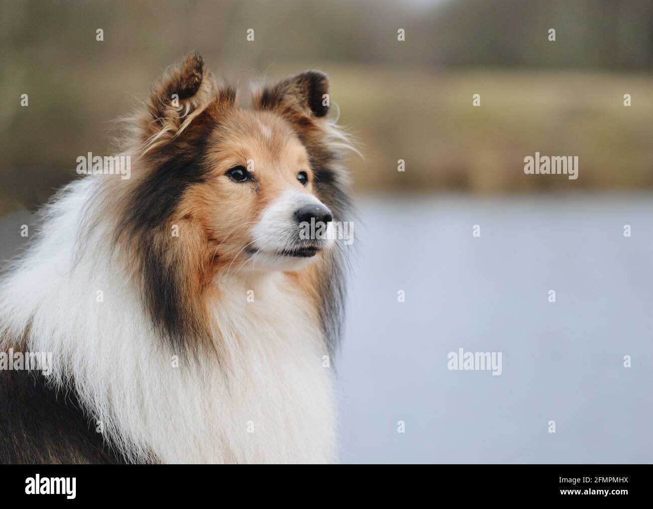 Porträt eines Sheltie Shetland Schäferhundes Stockfoto