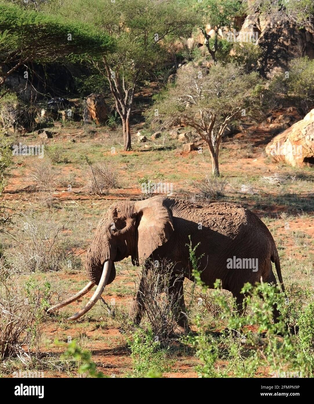 Kenia Afrika Tsavo Nat. Park Old Elephant mit langen Stoßzähnen Stockfoto