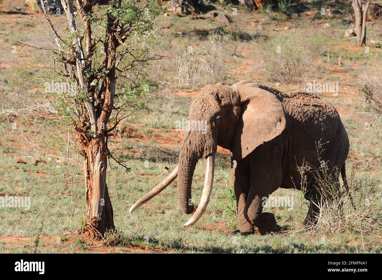 Kenia Afrika Tsavo Nat. Park Old Elephant mit langen Stoßzähnen Stockfoto