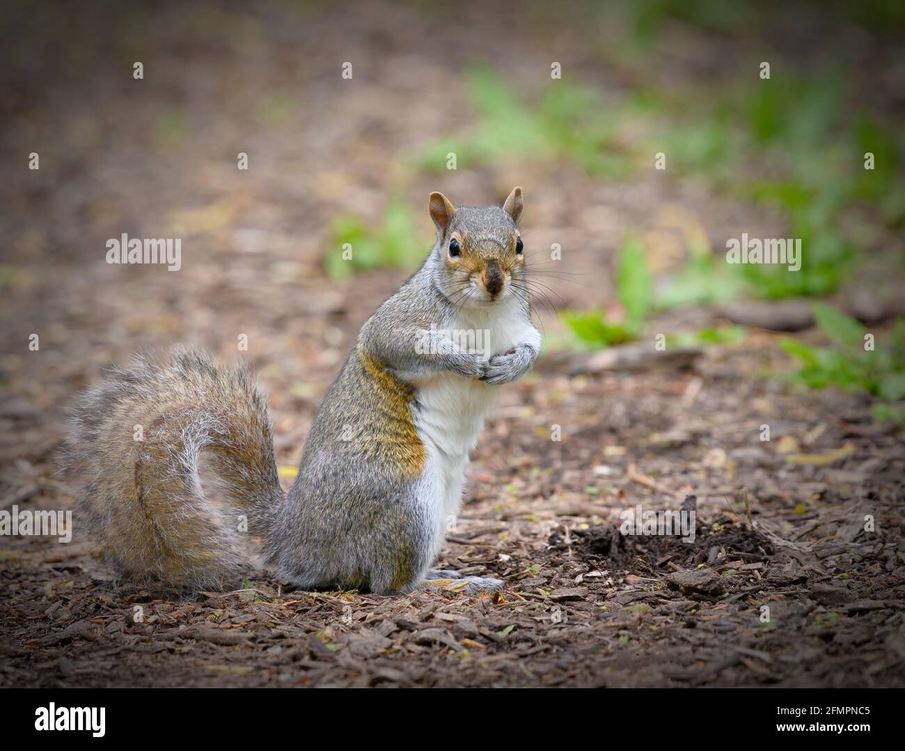 Sehr süßes graues Eichhörnchen (Sciurus carolinensis), das mit den Pfoten zusammensitzt und in die Kamera schaut Stockfoto