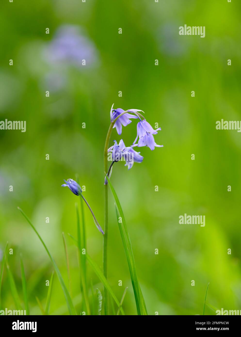 Einsame Bluebell-Blume (Hyacinthoides non-scripta) Fotografiert vor einem verschwommenen Laubhintergrund Stockfoto