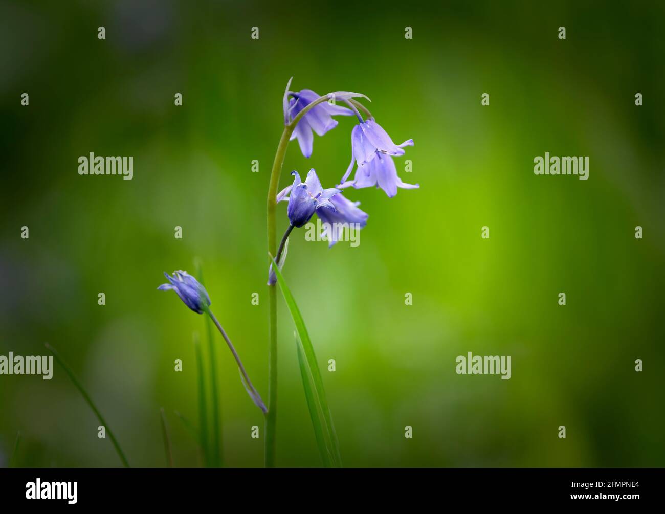 Einsame Bluebell Blume vor einem verschwommenen Laubhintergrund Stockfoto