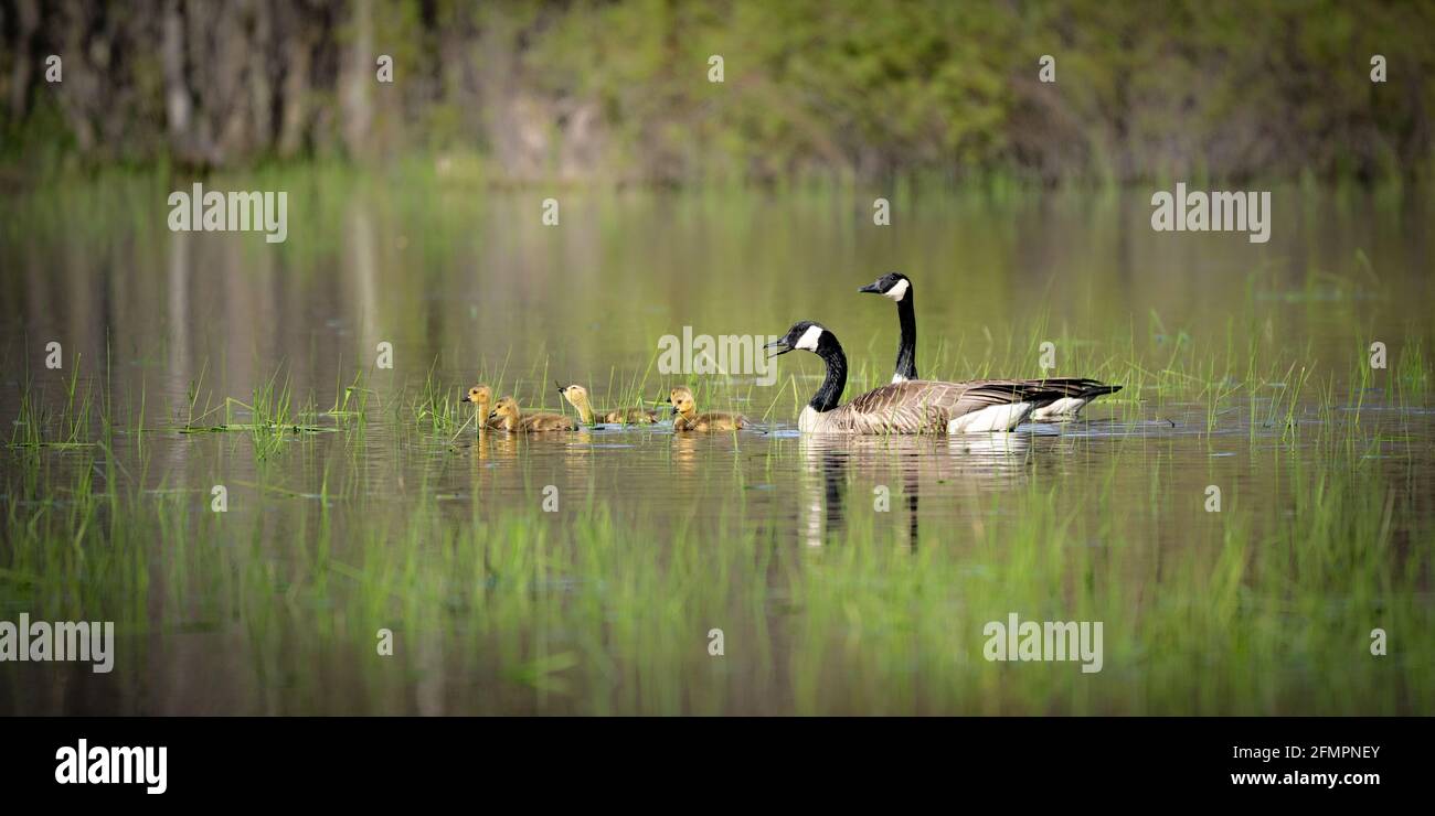 Ich hatte das Glück, diese Familie von Kanadagänsen an einem Frühlingsabend auf unserem Grundstück in Door County WI für ein Abendabenteuer einzufangen. Stockfoto