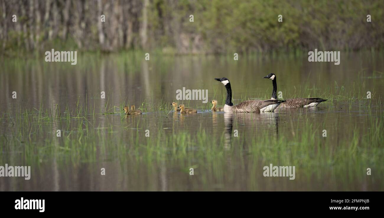 Ich hatte das Glück, diese Familie von Kanadagänsen an einem Frühlingsabend auf unserem Grundstück in Door County WI für ein Abendabenteuer einzufangen. Stockfoto