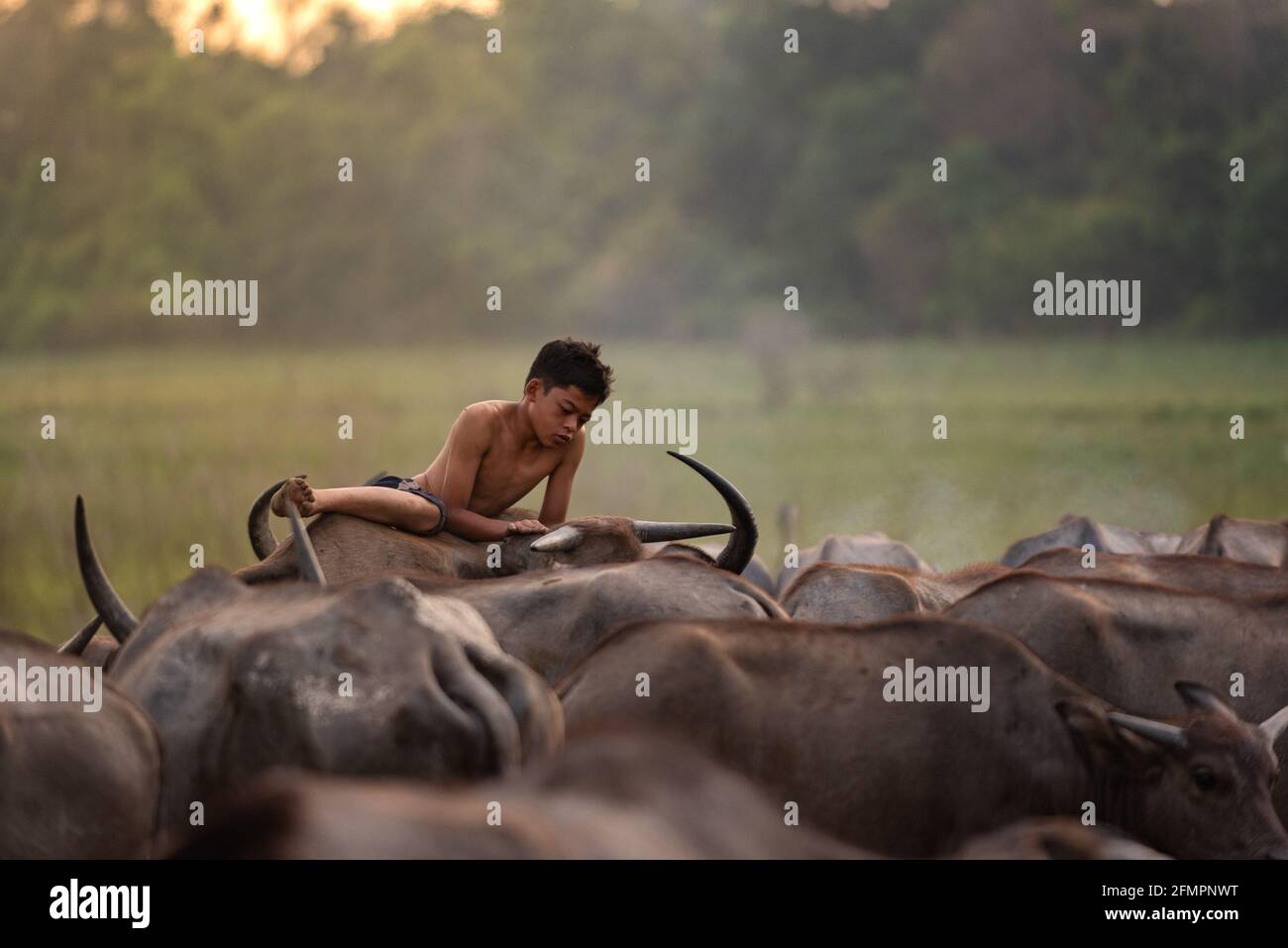 Es ist ungewöhnlich, dass Buffalo eine so emotionale Verbindung zu seinen Besitzern bildet. TERENGGANU, MALAYSIA: TREFFEN SIE DEN jungen BÜFFELFLÜSTERER, der sich ein s teilt Stockfoto