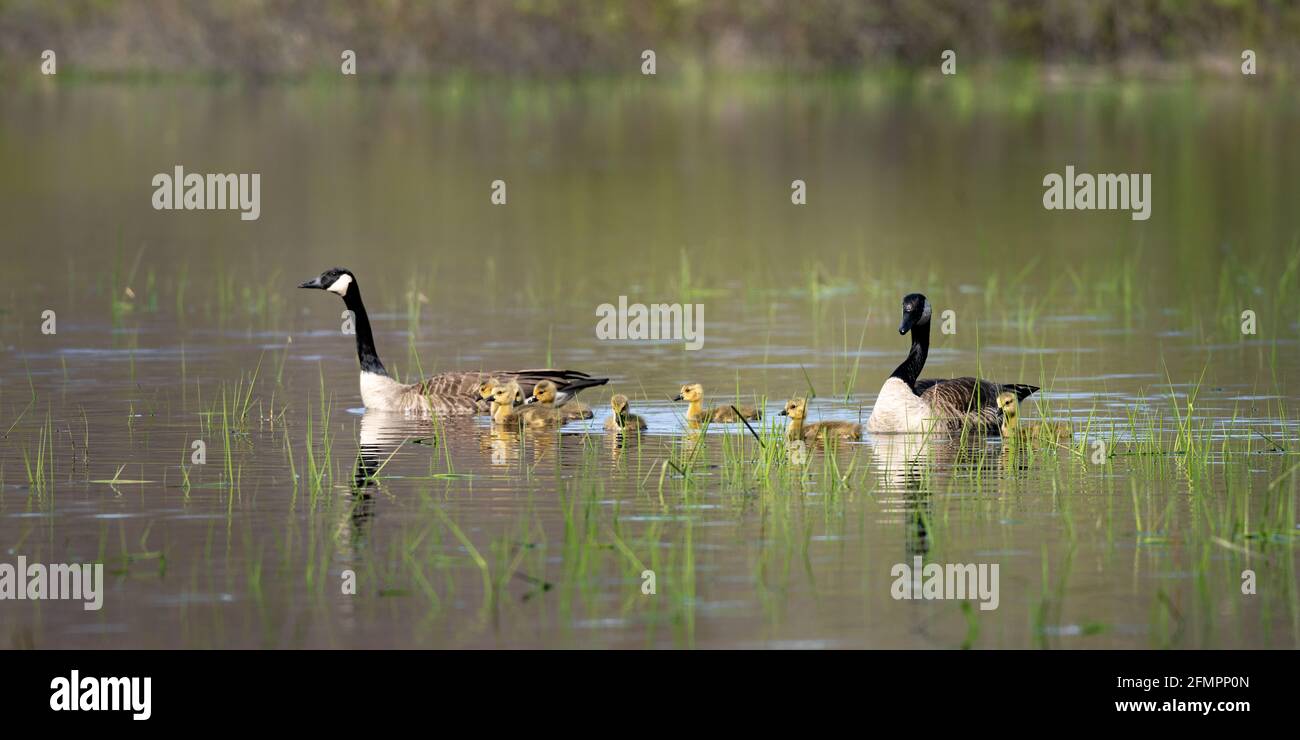 Ich hatte das Glück, diese Familie von Kanadagänsen an einem Frühlingsabend auf unserem Grundstück in Door County WI für ein Abendabenteuer einzufangen. Stockfoto