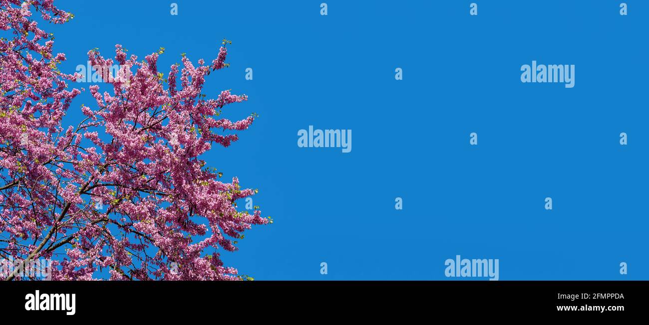 Üppig-rosa Blüten von östlichen Rotknospen am strahlend blauen Himmel an einem sonnigen Frühlingstag. Lila blühende Zweige des Cercis. Breites Federbanner. Stockfoto