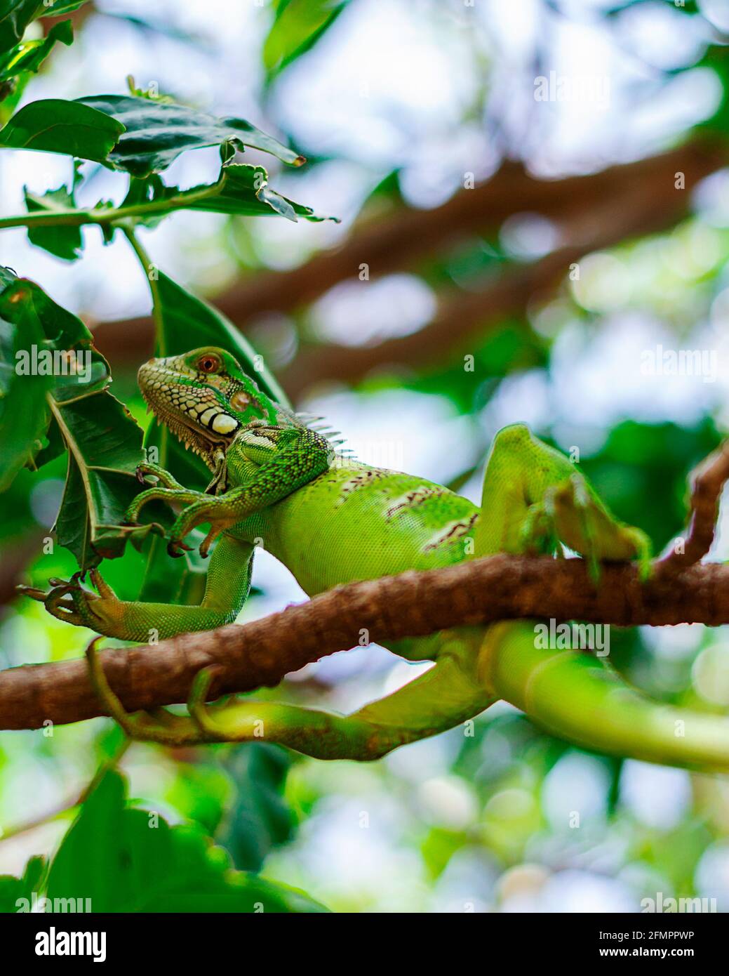 leguan in einem Baum - Brasilien Stockfoto