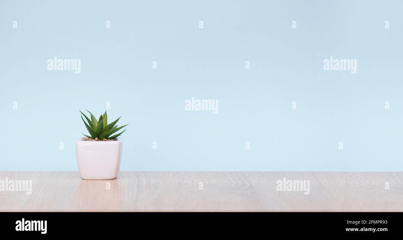 Arbeitsbereich mit minimaler Zusammensetzung, Zimmerpflanzen auf Holztisch, Rauminnenraum mit Pflanze und blauer Wand, langes Bild Stockfoto