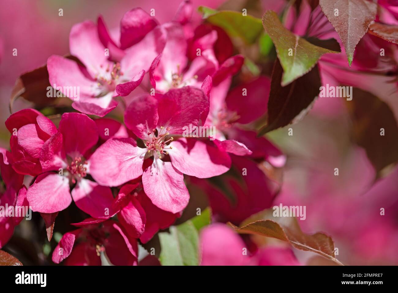 Blüte ornamental apple tree im Frühjahr Stockfoto