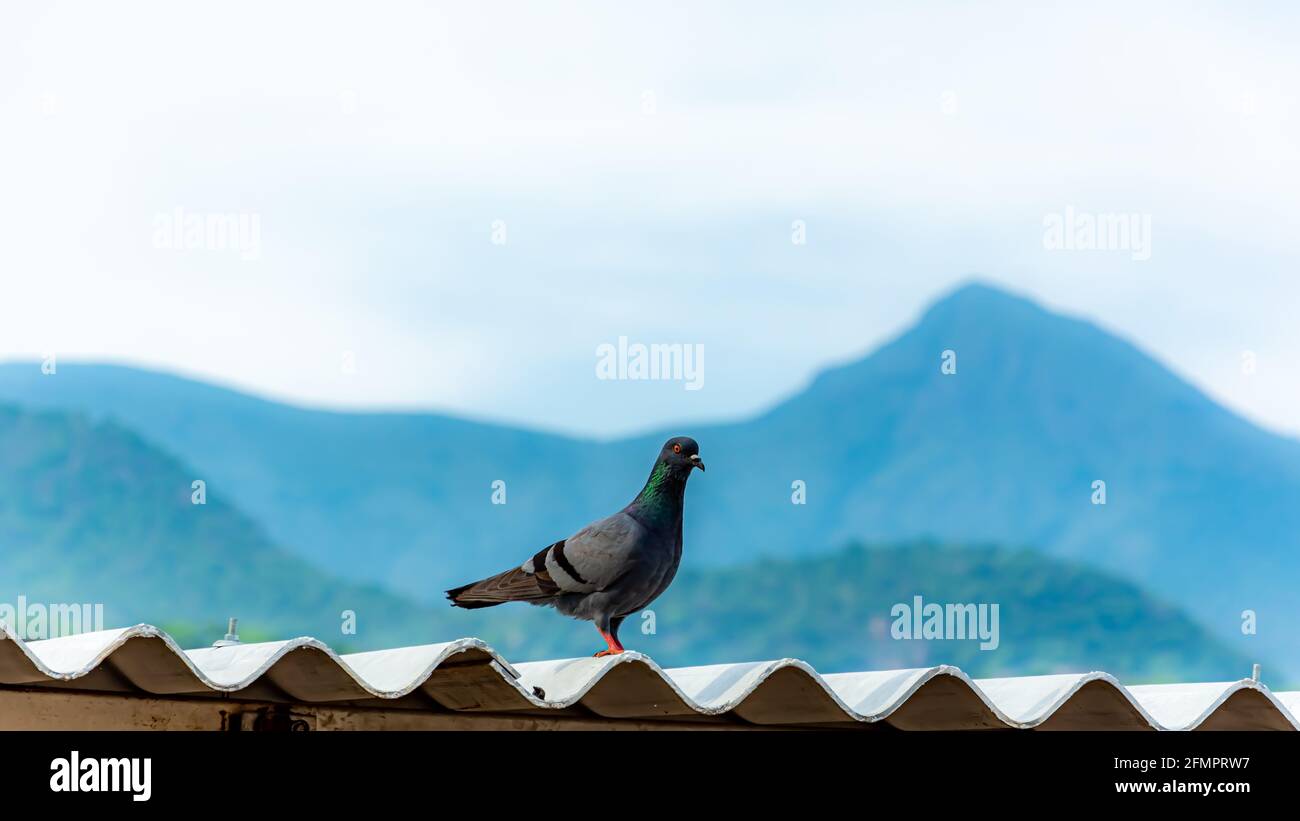 Schöner Hintergrund und schöner Blick auf das Columbidae Vogelfoto Stockfoto