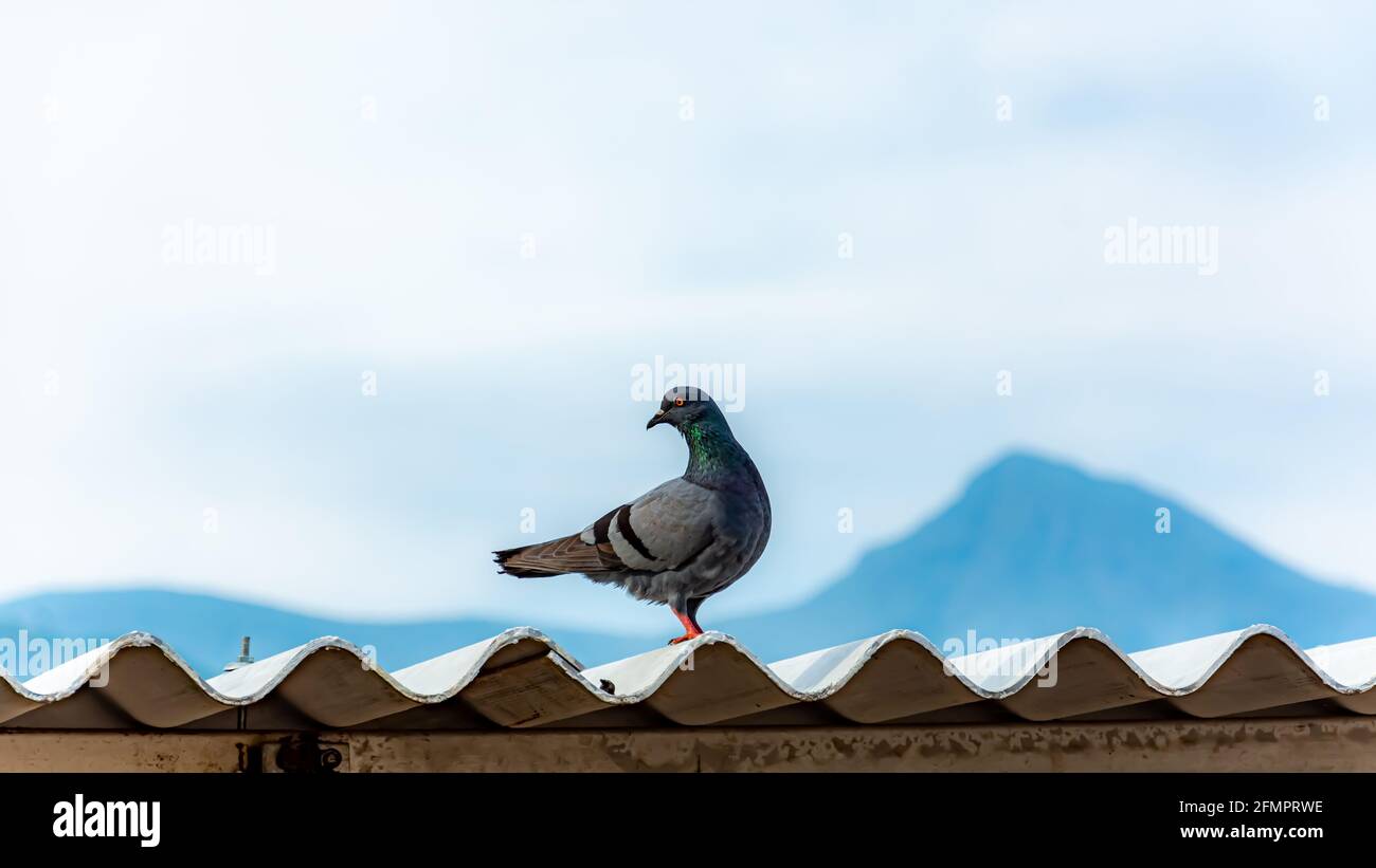 Schöner Hintergrund und schöner Blick auf das Columbidae Vogelfoto Stockfoto