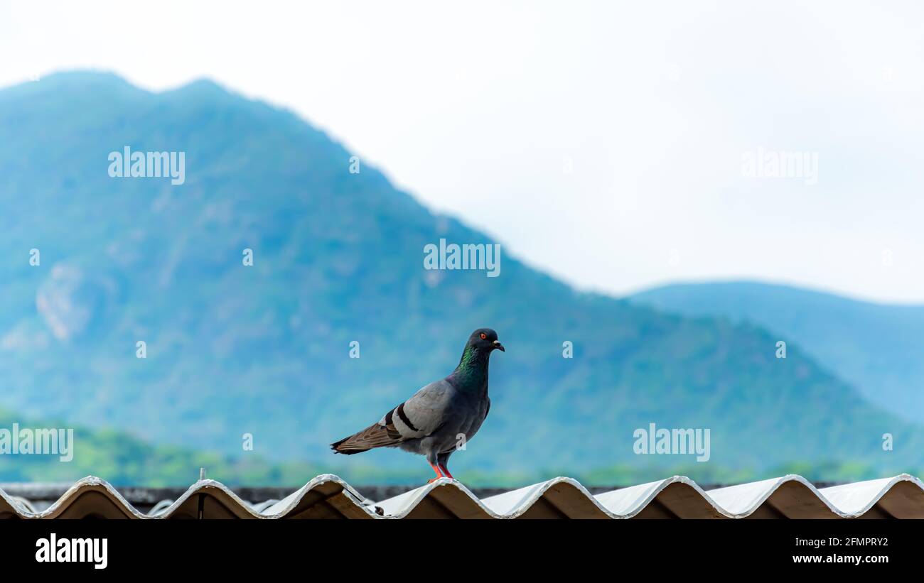 Schöner Hintergrund und schöner Blick auf das Columbidae Vogelfoto Stockfoto