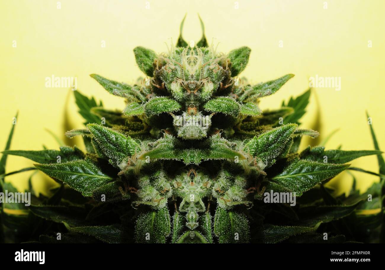 Cannabiskunst-Konzept. Psychedelischer visueller Effekt. Marihuana-Pflanze isoliert auf hellgelben Hintergrund. Stockfoto