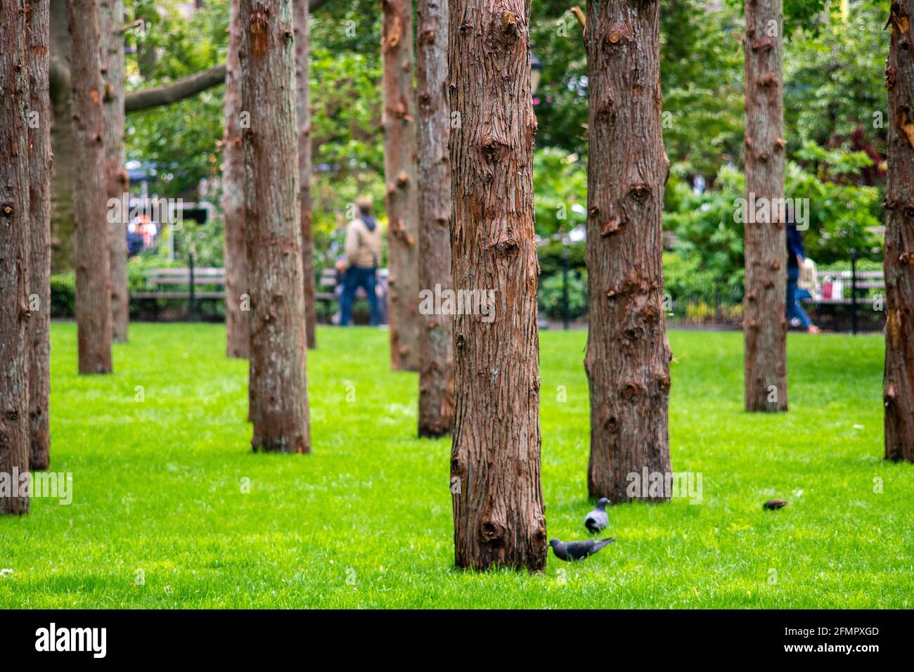 „Ghost Forest“ von Maya Lin auf dem Rasen im Madison Square Park in New York am Eröffnungstag, Montag, 10. Mai 2021. Die vor Ort ansprechende Installation besteht aus toten Zedernbäumen, die aus den New Jersey Pine Barrens geerntet wurden und wird im Kontrast zu den im Park blühenden Bäumen stehen. Die Installation befasst sich mit dem Klimawandel und dem Verlust von Lebensraum und erinnert den Betrachter an Maßnahmen. Die Ausstellung wird bis zum 14. November zu sehen sein. (© Richard B. Levine) Stockfoto