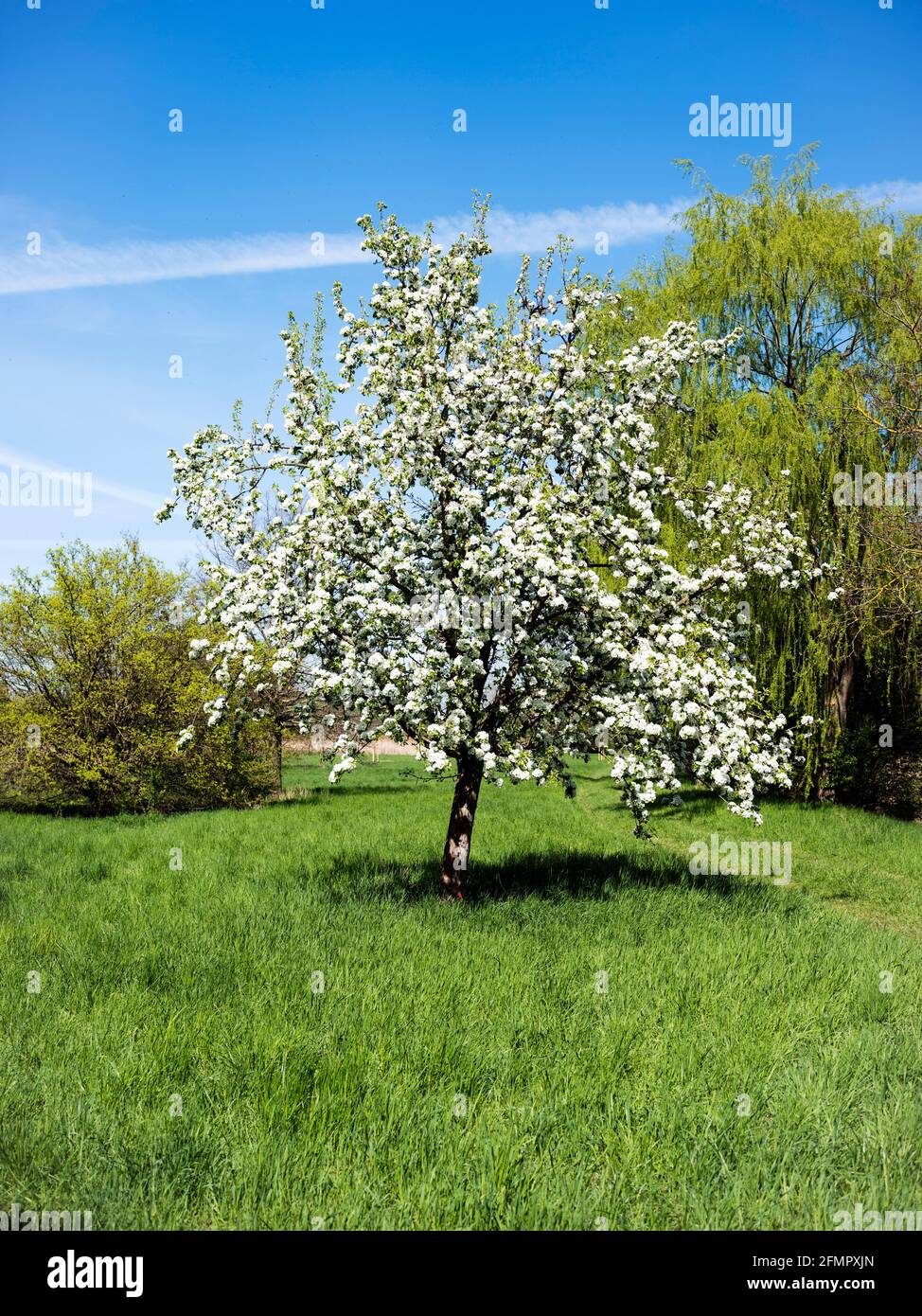 Apfelbaum in Blüte hohe Auflösung Stockfoto