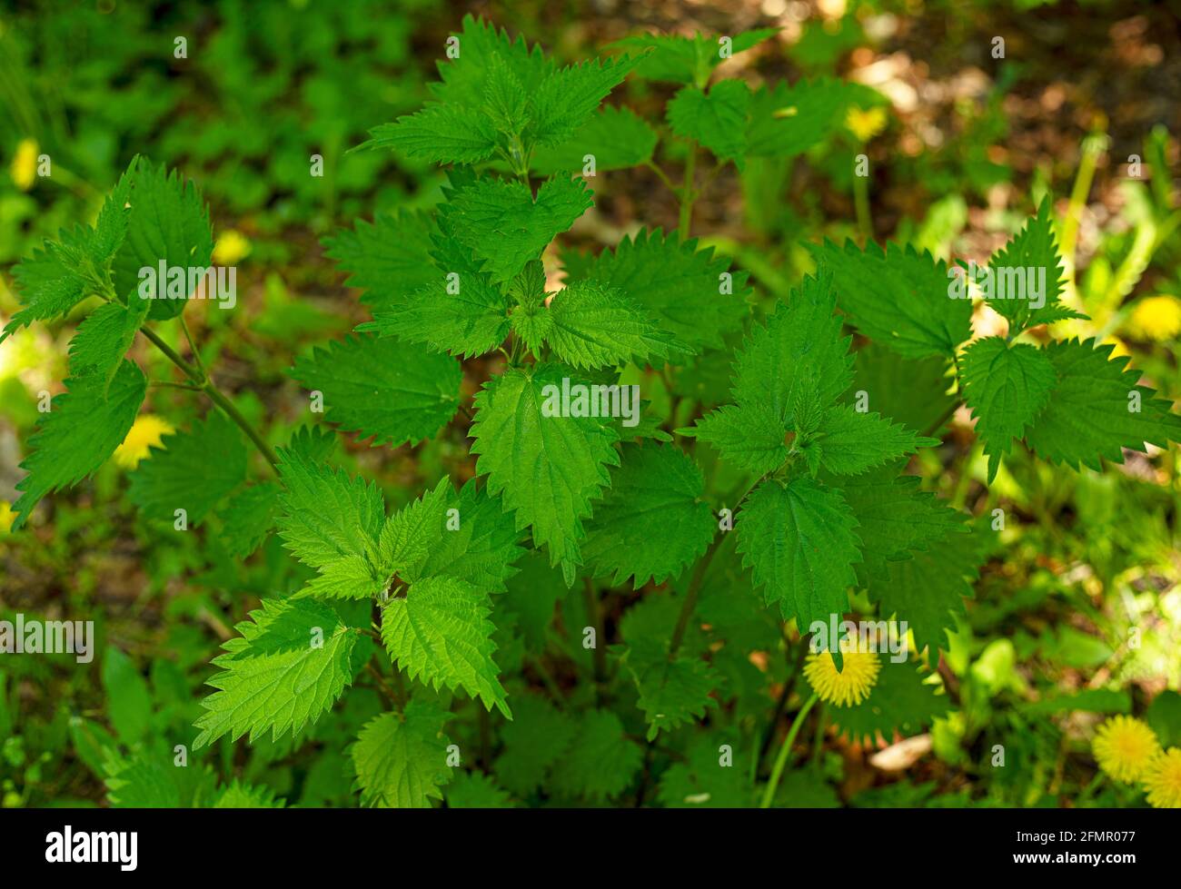 Ein Hintergrund von leuchtend grünen Brennnesselblättern Stockfoto