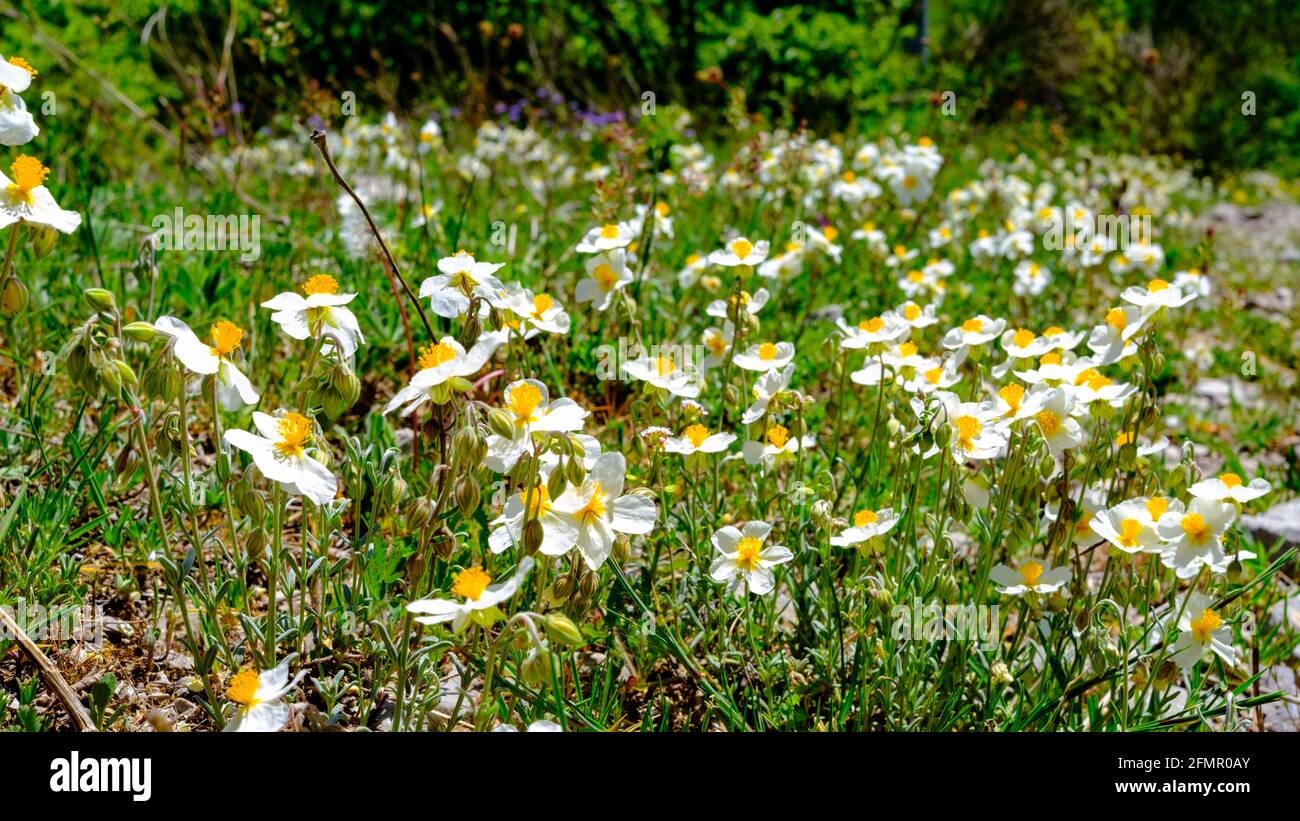 Wiese mit wilden Orchideen, weißen Blütenblättern und gelben Stistillen. Tal der Orchideen, Kampanien, Italien Stockfoto