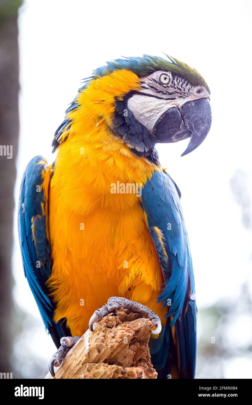 brasilianischer Ara, älterer Vogel, typisch für den amazonas, canindé-Ara genannt Stockfoto