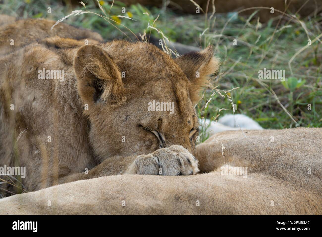 Nahaufnahme eines jungen, gesäuzenden Löwen, Panthera leo, Wildreservat, Greater Kruger National Park, Südafrika Stockfoto