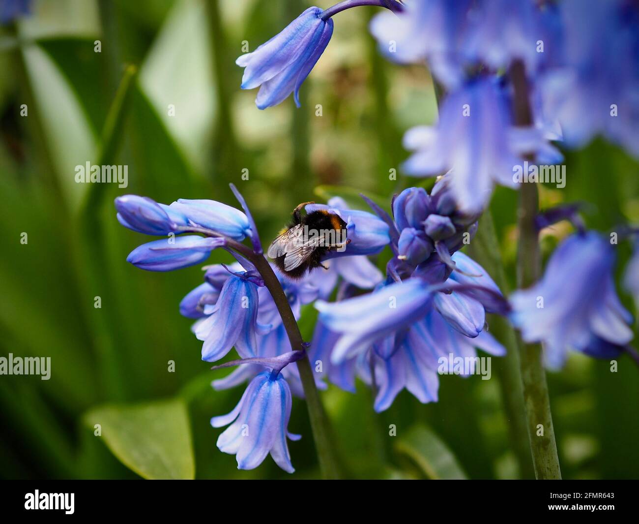 Schöner Schmetterling der Roten Helen (pap Stockfoto
