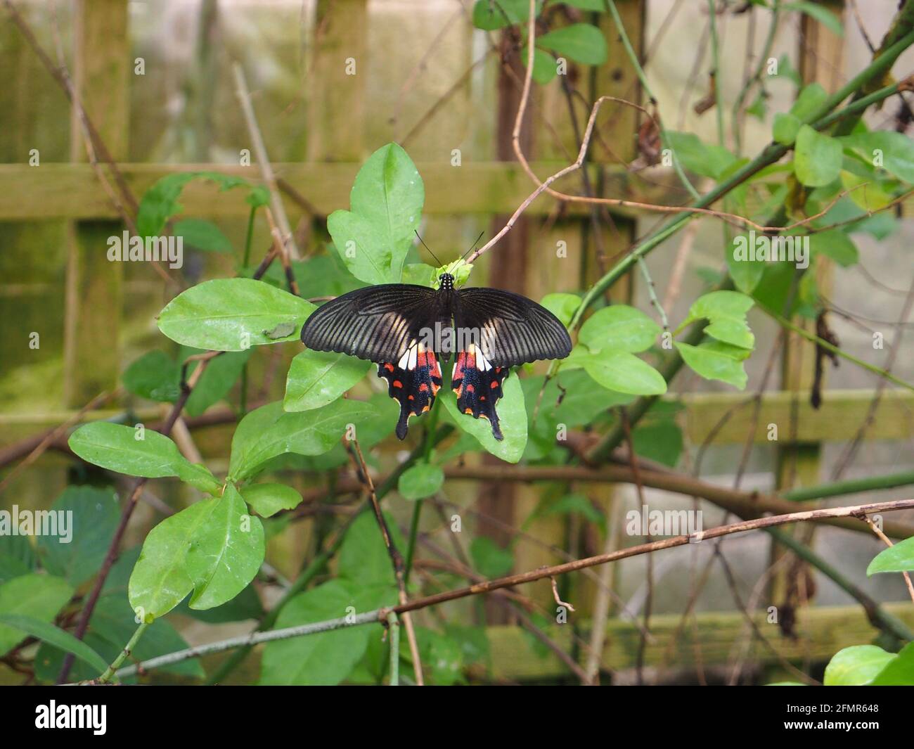 Schöner Schmetterling der Roten Helen (Papilius helenus) in Stratford-upon-Avon, England (2019). Stockfoto