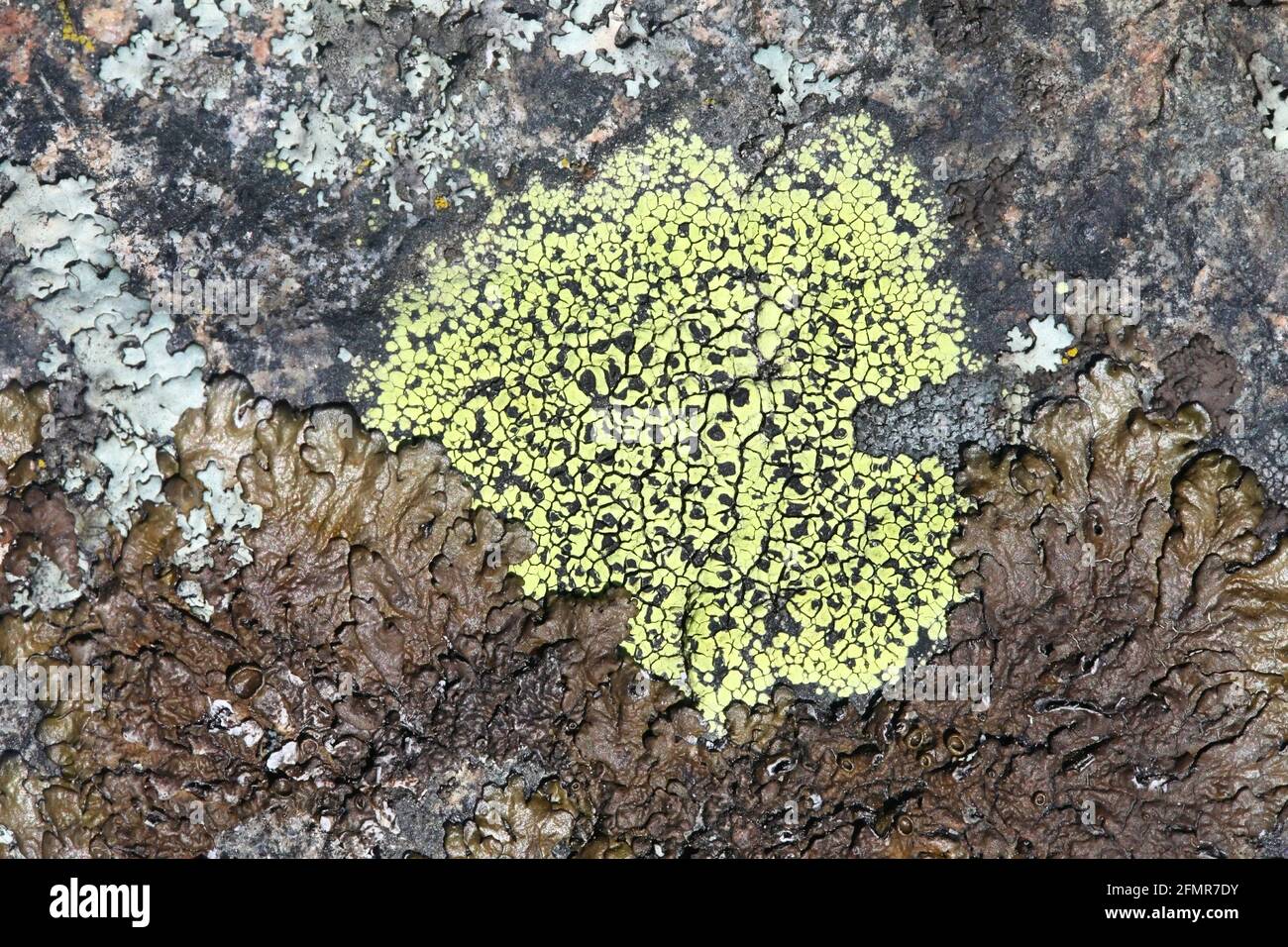 Rhizocarpon geographicum, bekannt als Kartenflechten. Karte Flechten gelten als der älteste lebende Organismus auf der Erde, mit einem Alter von 8,600 Jahren geschätzt. Stockfoto