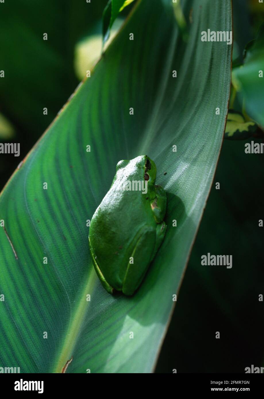 Grenouille verte sur une feuille de Strelitzia Stockfoto