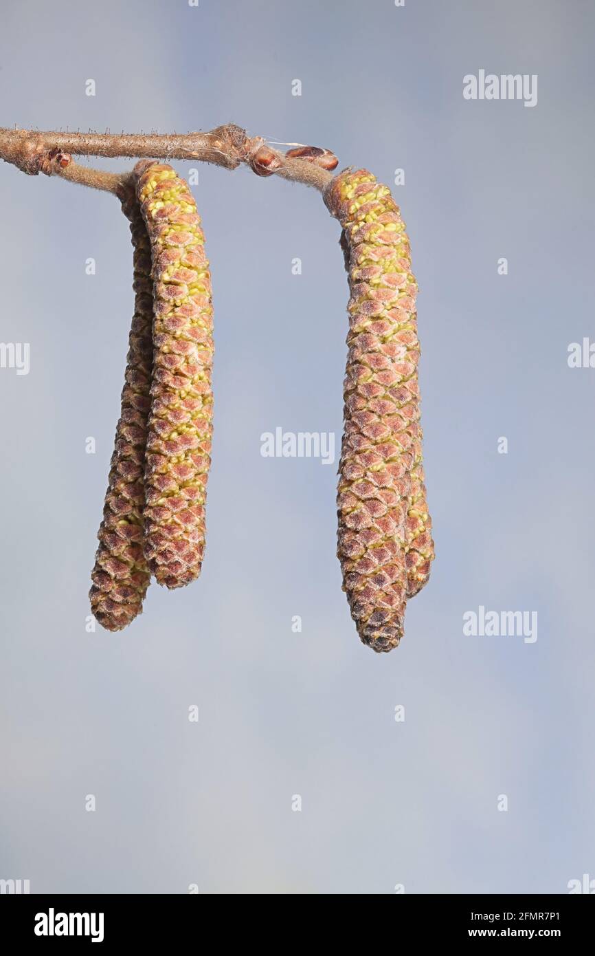 Männliche Kätzchen von gewöhnlicher Hasel, Corylus avellana, fotografiert im April Stockfoto