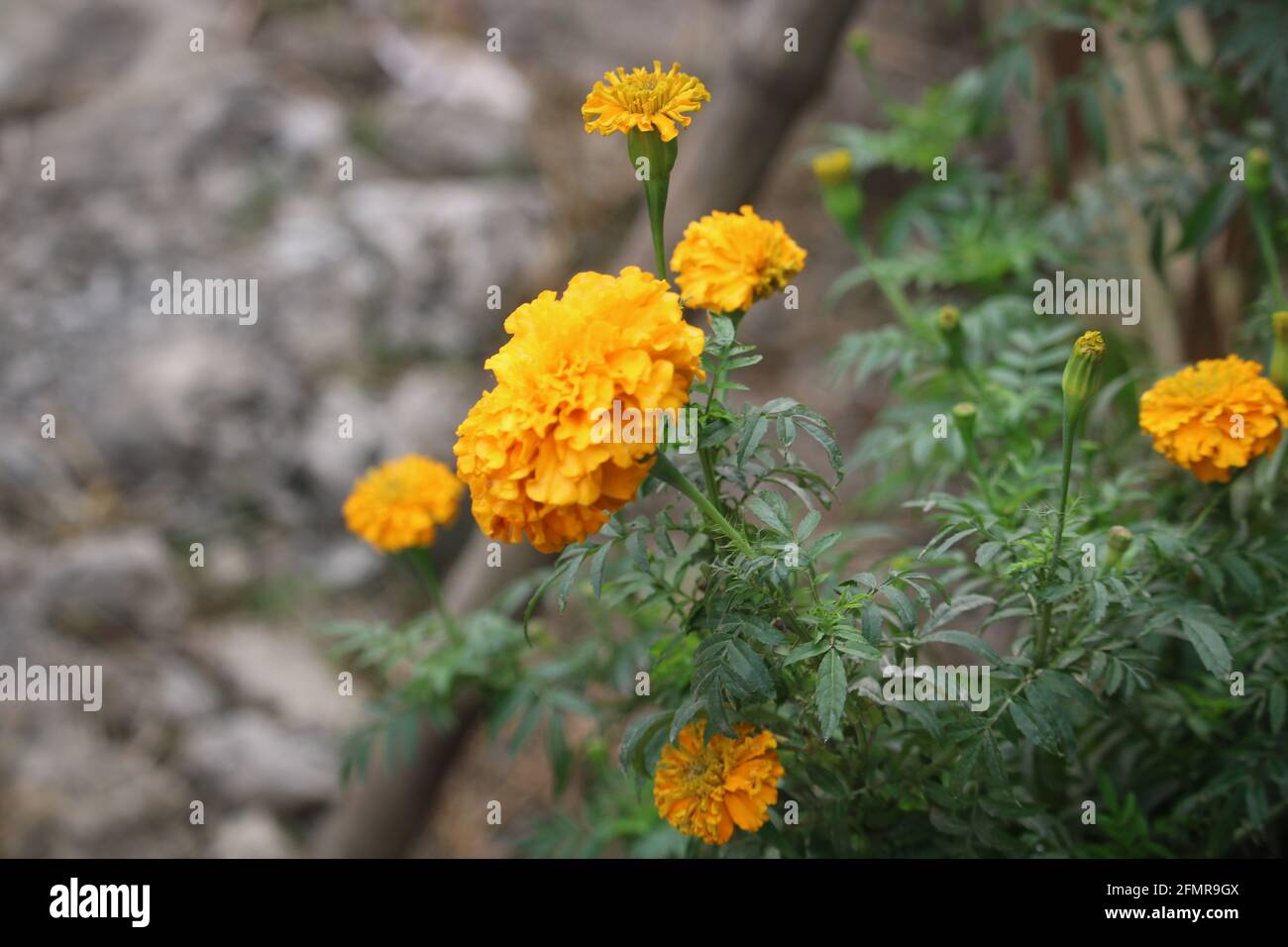 Die Schöne Dahlia Blume Stockfoto