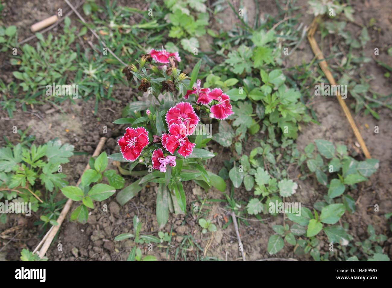Die Schöne Dahlia Blume Stockfoto