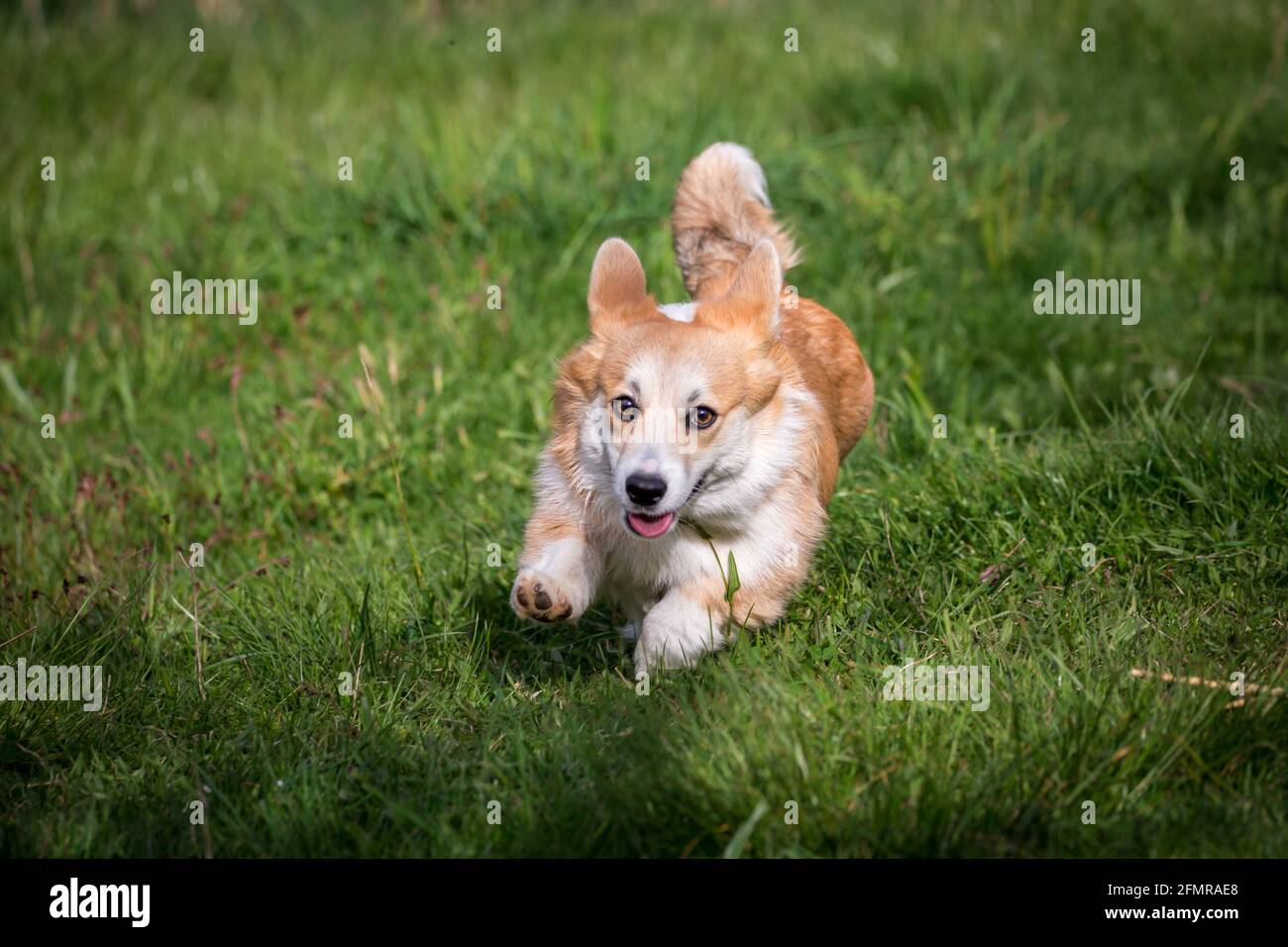 Welsh Corgi Pembroke läuft schnell Stockfoto
