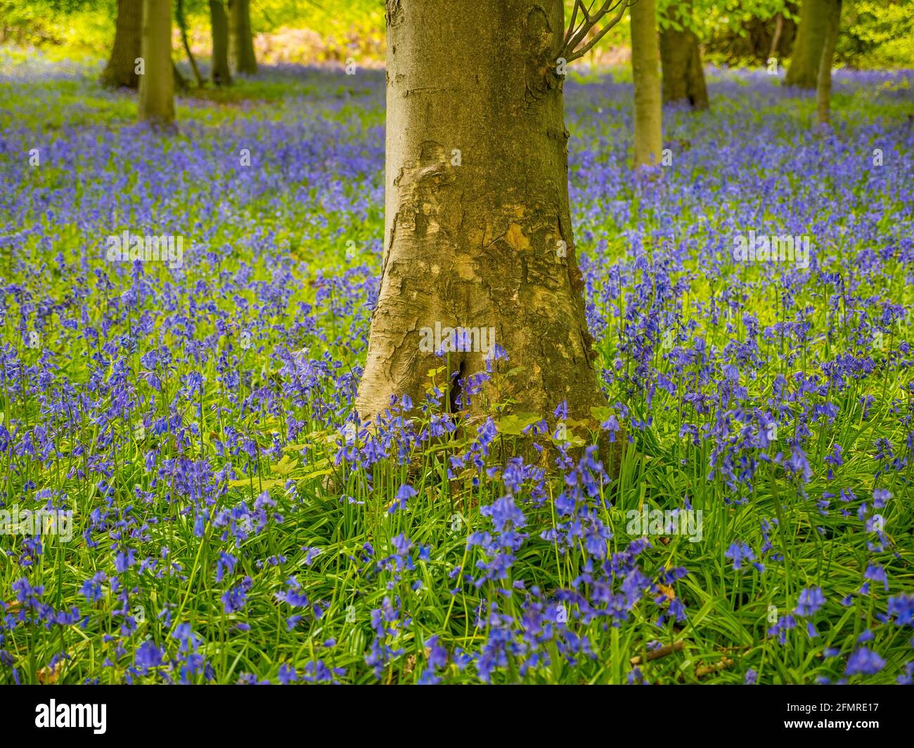 Oxfordshire Landscape, Bluebell Woods, Mapledurham, Oxfordshire, England, GB, GB. Stockfoto