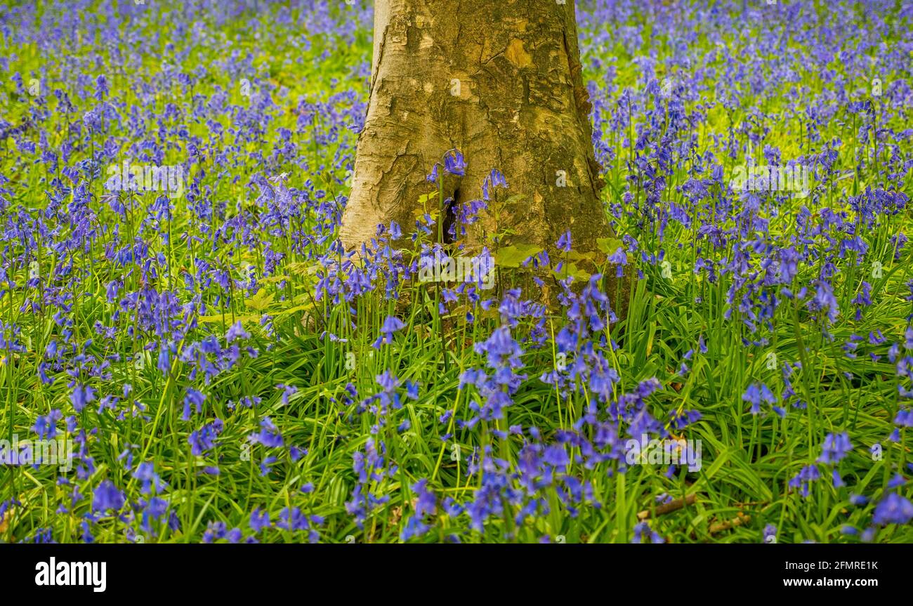 Oxfordshire Landscape, Bluebell Woods, Mapledurham, Oxfordshire, England, GB, GB. Stockfoto