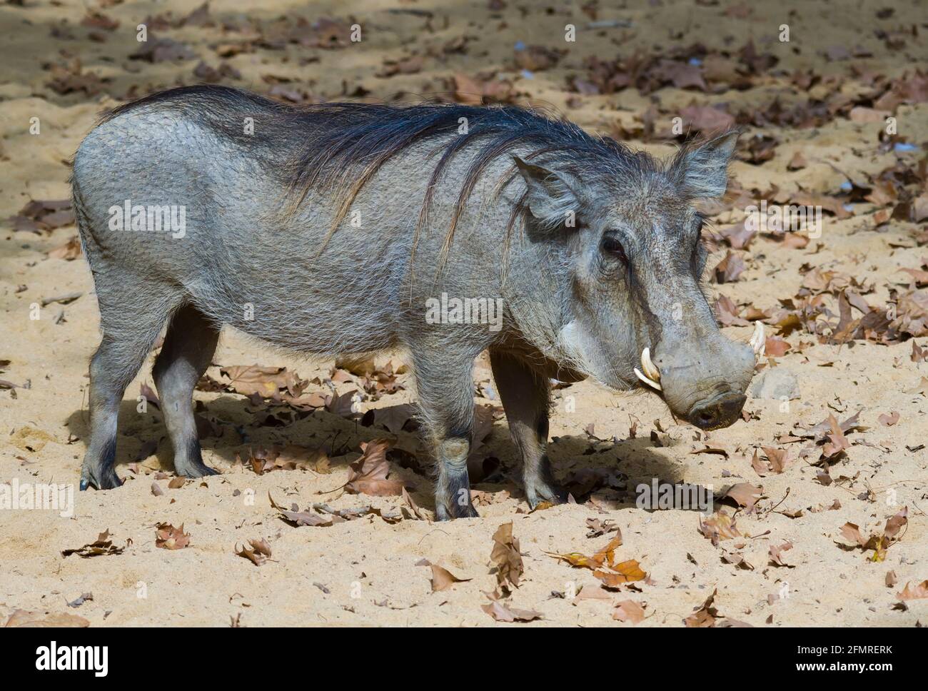 Warzenschwein (Phacochoerus Africanus) Stockfoto