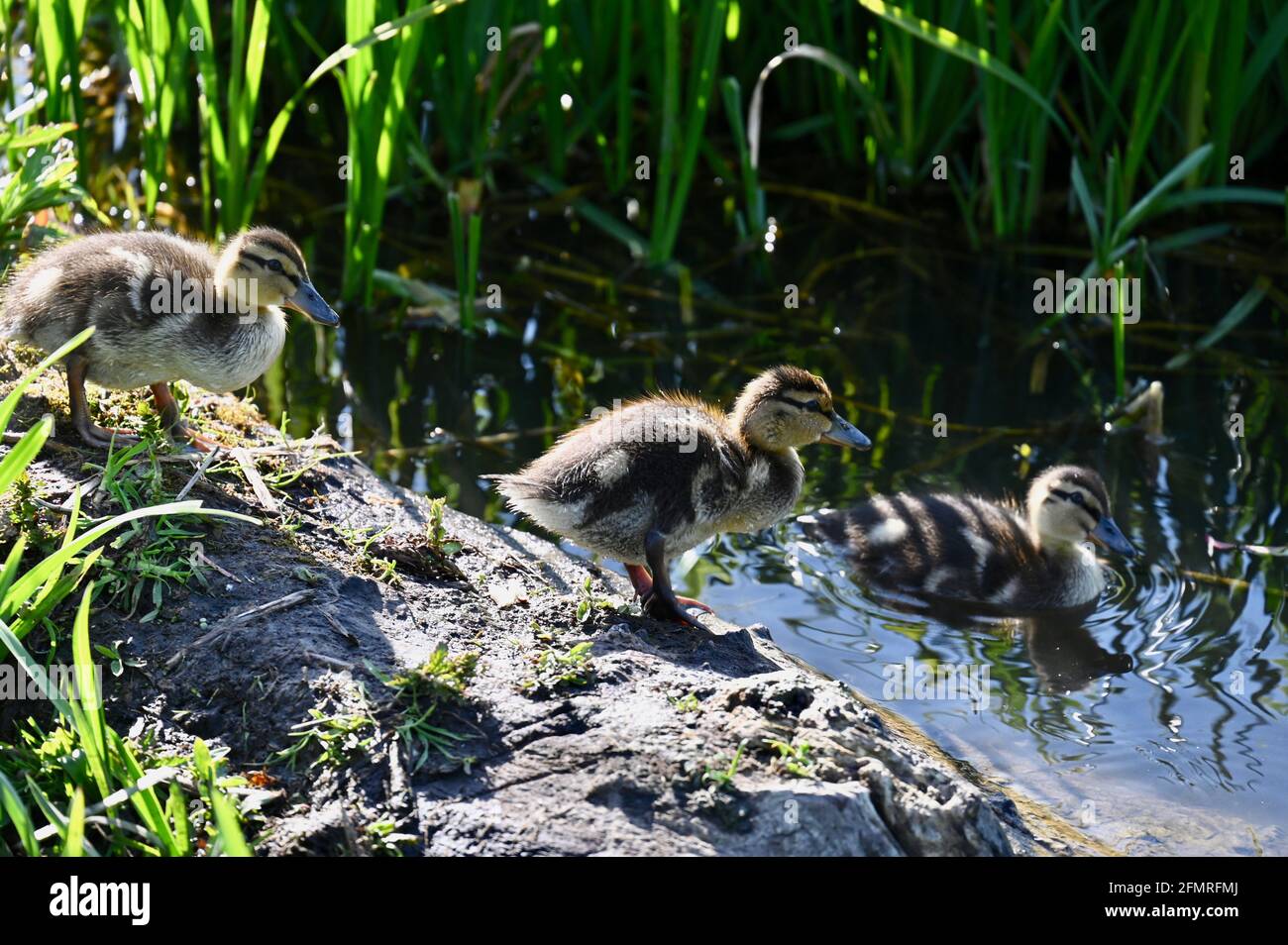 Kent, Großbritannien. 11. Mai 2021, nach einem Tag der Sonne und Duschen, wenn die Temperaturen 16 Grad erreicht haben, genießen mallard Entchen ein abendliches Bad. River Cray, Foots Cray Meadows, Sidcup. Stockfoto