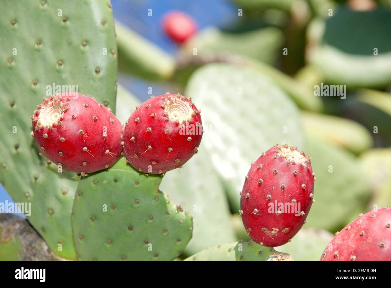 Nahaufnahme der Kaktusfrucht aus der Kaktusfeige. Die Frucht von stacheligen Birnen ist essbar, aber sie muss vorsichtig geschält werden, um die kleinen Dornen zu entfernen o Stockfoto