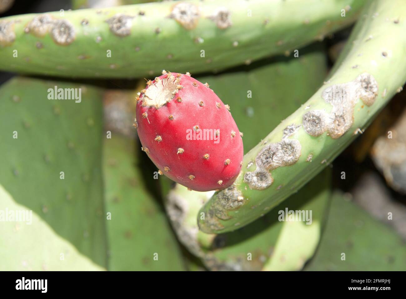 Nahaufnahme der Kaktusfrucht aus der Kaktusfeige. Die Frucht von  stacheligen Birnen ist essbar, aber sie muss vorsichtig geschlt werden, um  die kleinen Dornen zu entfernen o Stockfotografie - Alamy