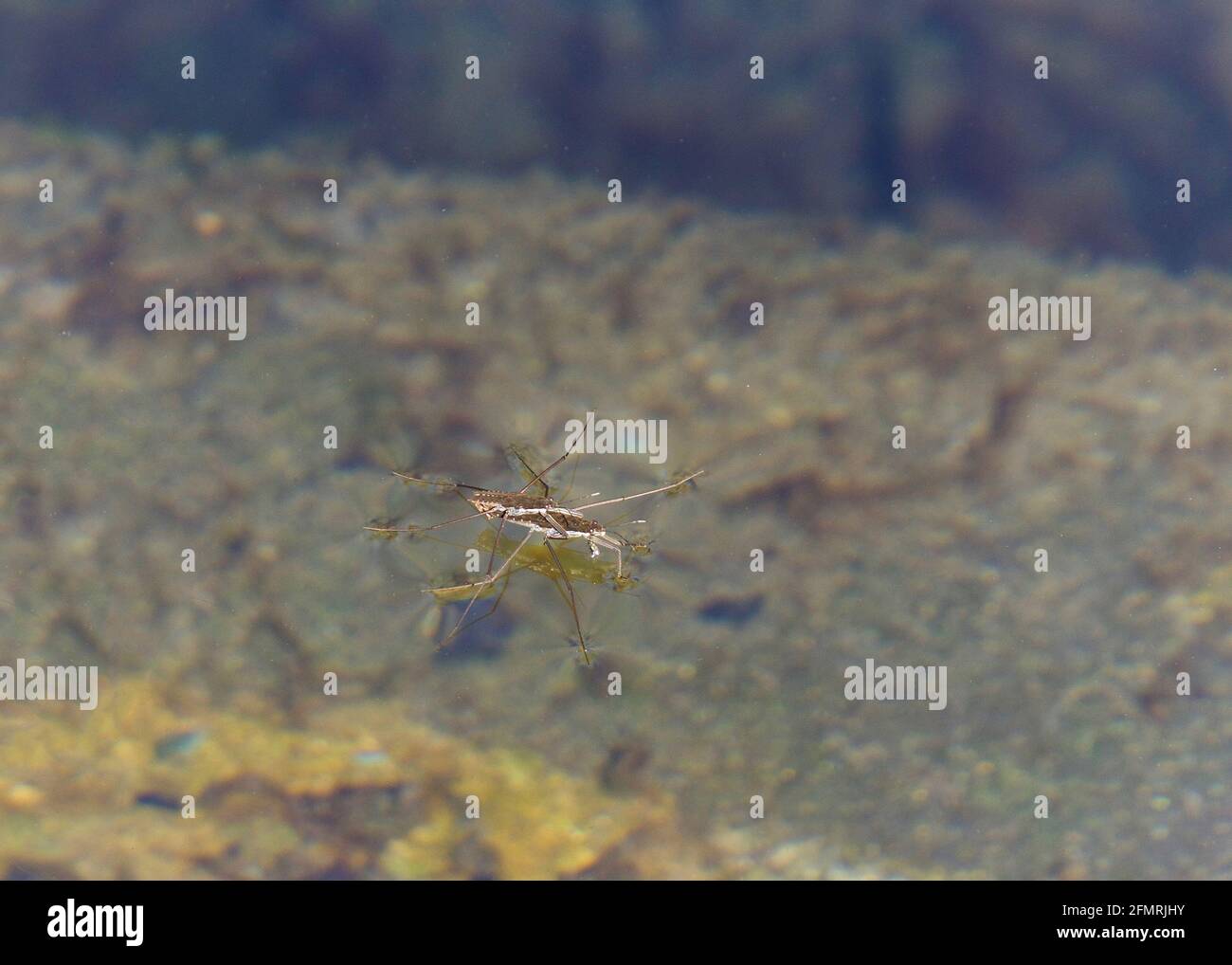 Zwei Gerridae-Käfer, die sich auf der Oberfläche eines Teiches paaren. Männchen, die sich paaren dürfen, bleiben während der gesamten Reproducti an demselben Weibchen befestigt Stockfoto