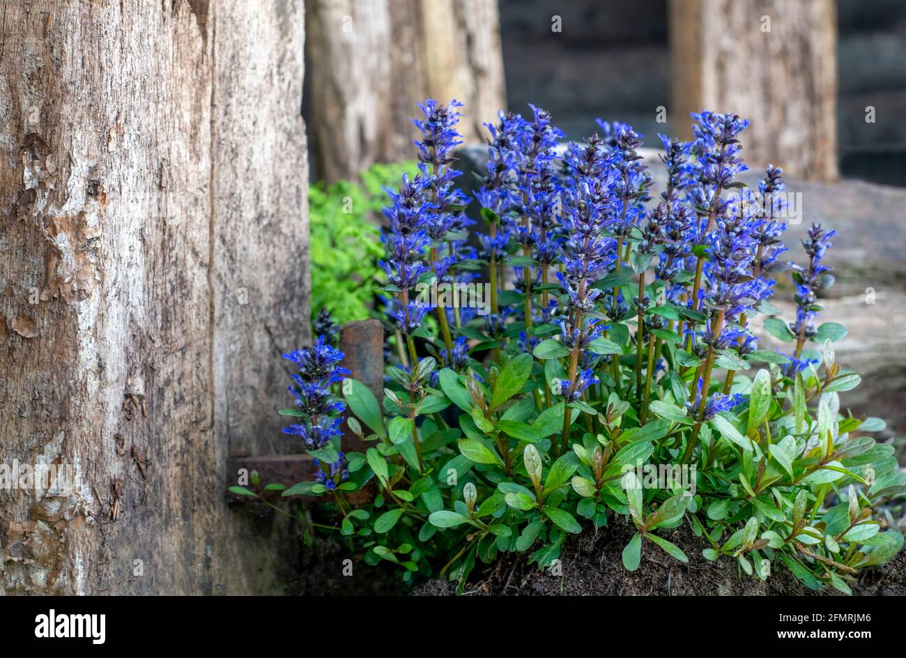 ajuga reptans allgemein bekannt als lila oder blau bugle, ganze Pflanze in Blume mit einem verschwommenen Hintergrund, texturiertes Holz auf der linken Seite für den Kopierraum Stockfoto