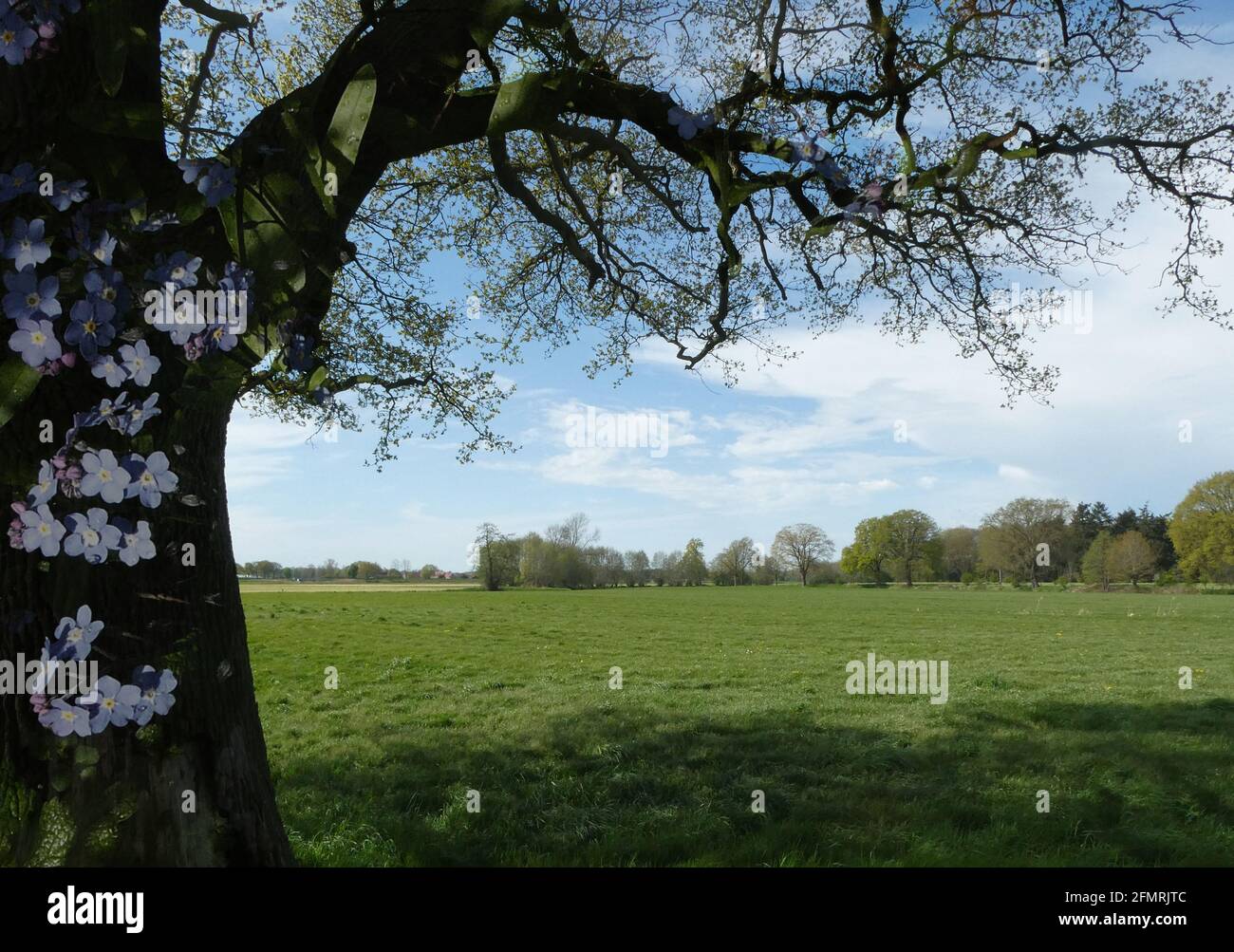 Doppelbelichtung. Vergiss nicht Mutter Natur. Eine Frühlingslandschaft mit der Silhouette eines Baumes davor. Im Baum sind Blumen eines Vergissmeinnicht Stockfoto