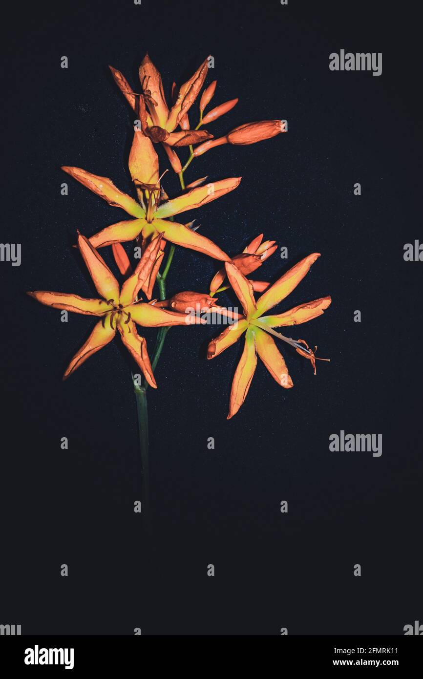 Orange Orchideenblüte blüht im Frühling, Südafrika im Dunkeln Stockfoto