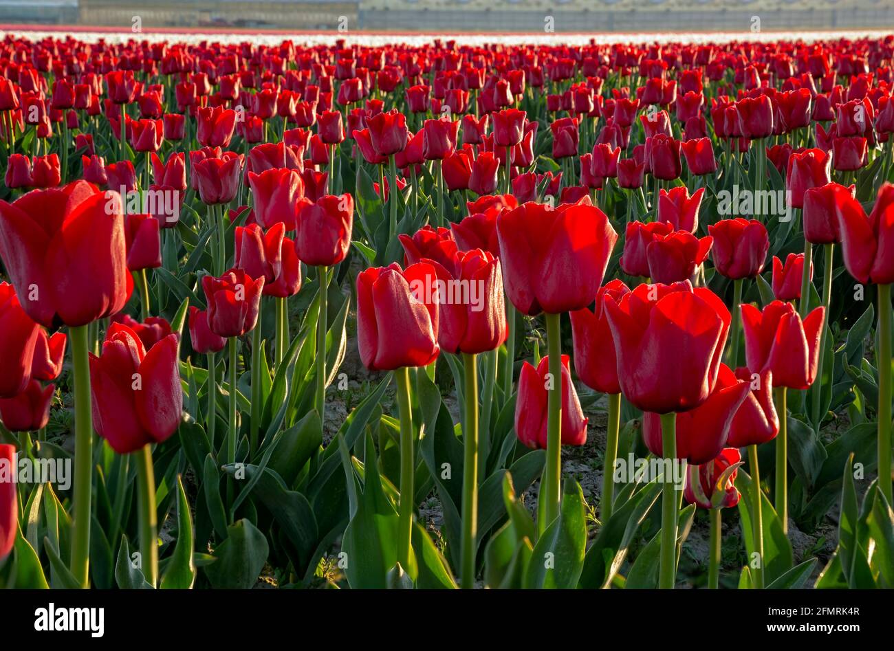 WA19590-00...WASHINGTON - Handelsfeld der roten Tulpen im Skagit Valley in der Nähe von Mount Vernon. Stockfoto