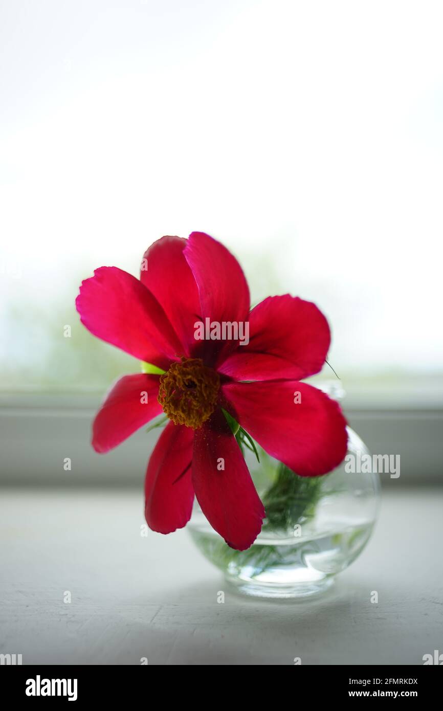Große rote Pfingstrose Blume in einer Vase auf weißem Fensterbrett. Stockfoto