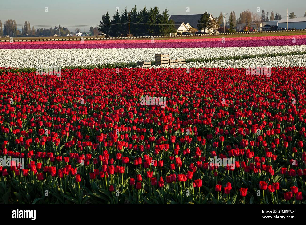 WA19595-00...WASHINGTON - Rote, weiße, violette und rosa Tulpen blühen in einem kommerziellen Zwiebelfeld im Skagit Valley. Stockfoto