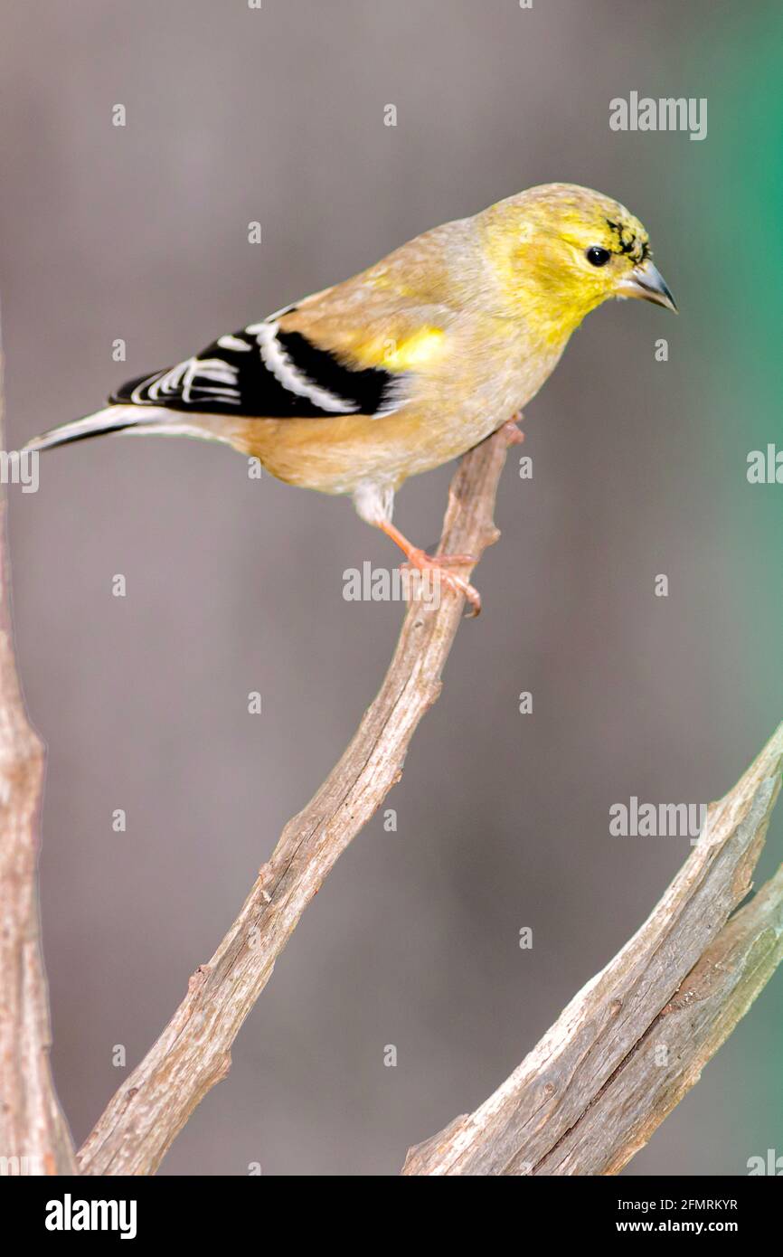 Goldfinch thront im Baum Stockfoto