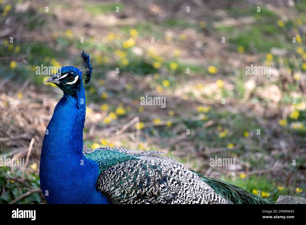 Leuchtend blauer Pfau mit seinem Wappen, Nahaufnahme Stockfoto