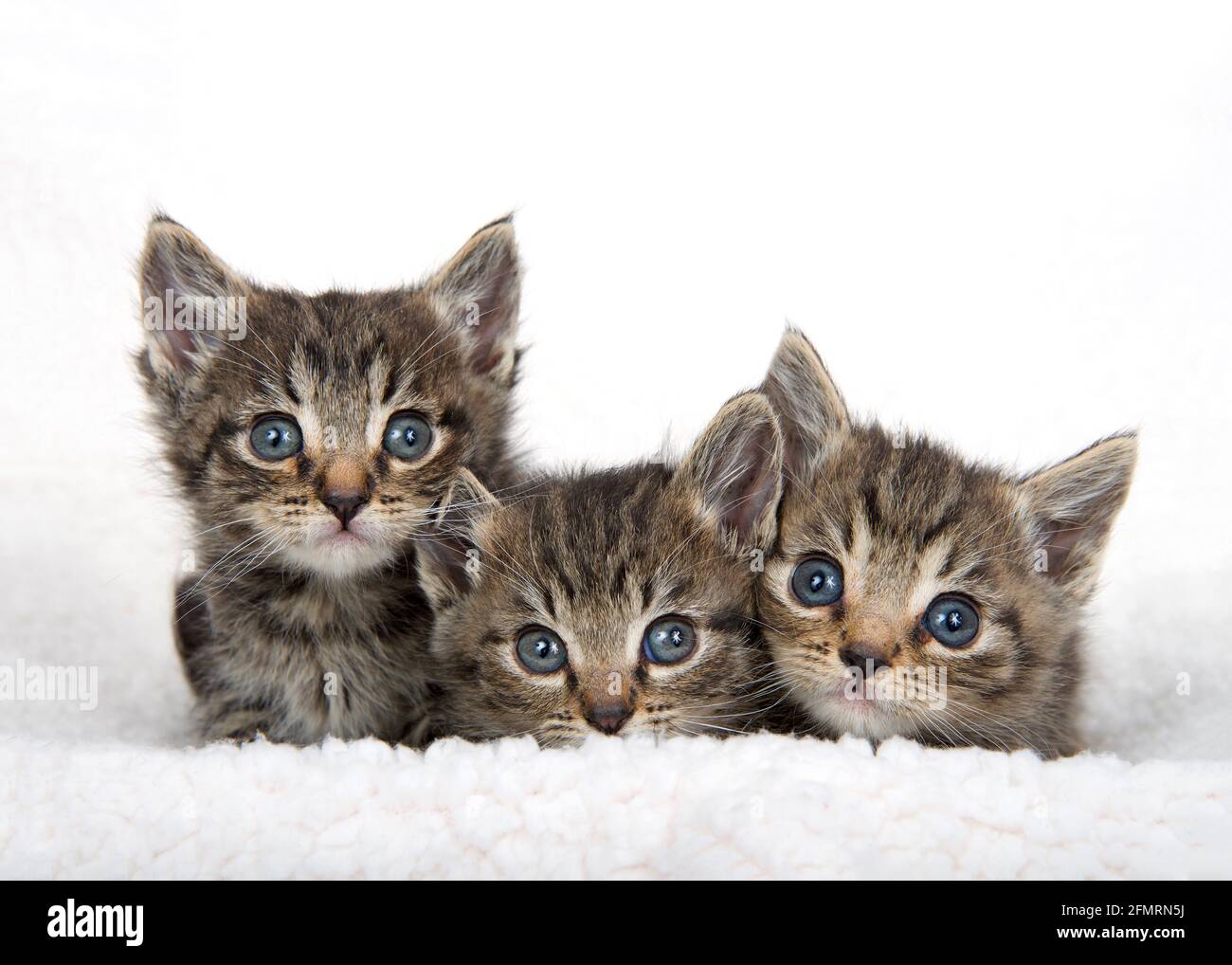 Drei entzückende Baby tabby Kätzchen auf einer Schaffelldecke Blick auf den Betrachter. Stockfoto